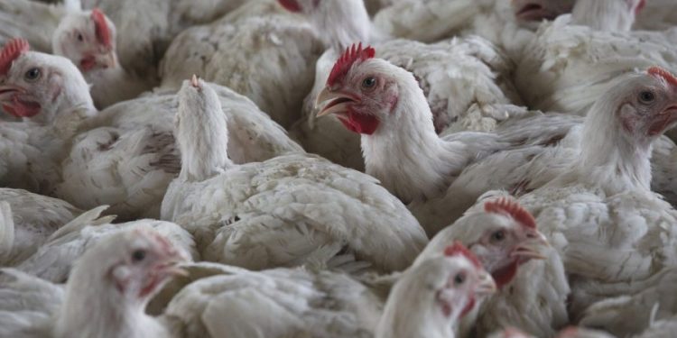 H5N1 bird flu spread ‘unprecedented,’ UN agency warns
