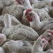 H5N1 bird flu spread ‘unprecedented,’ UN agency warns