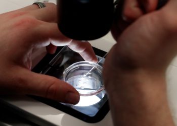 HHS layoffs undercut Trump’s pledge to be ‘fertilization president’