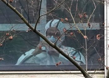 Trump administration replaces federal COVID-19 response page with ‘lab leak’ explainer