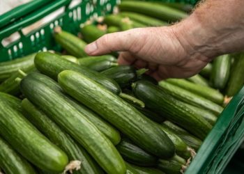 Multistate salmonella outbreak sparks cucumber recall