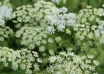 This ‘highly toxic’ plant is spreading around US: Here’s how to get rid of it