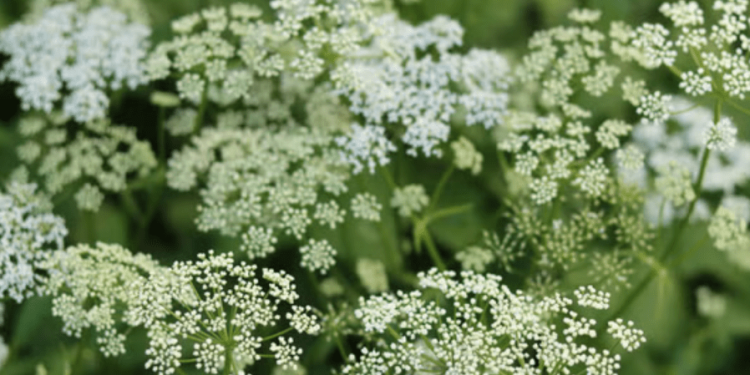 This ‘highly toxic’ plant is spreading around US: Here’s how to get rid of it