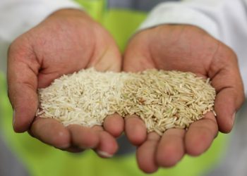 Lead, arsenic found in popular rice brands: Study