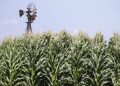 Coke sweetener switch threatens US jobs, corn refiners say