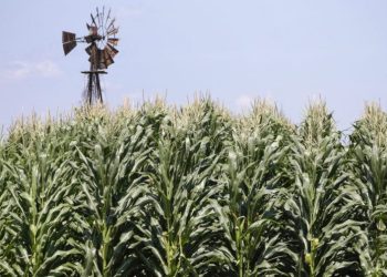 Coke sweetener switch threatens US jobs, corn refiners say