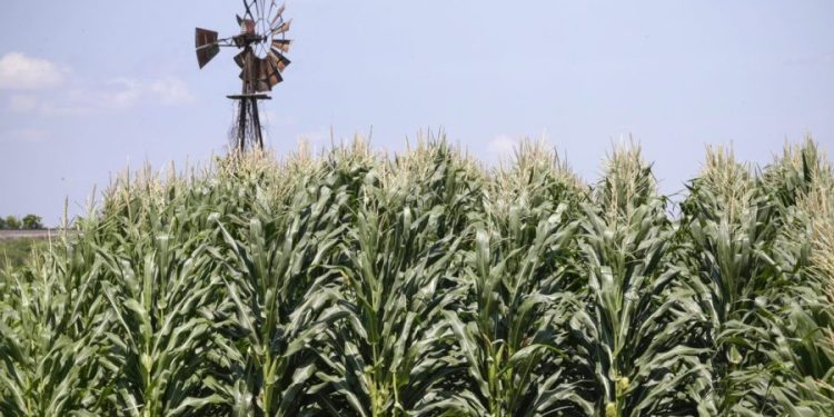 Coke sweetener switch threatens US jobs, corn refiners say