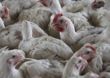 CDC ends bird flu emergency