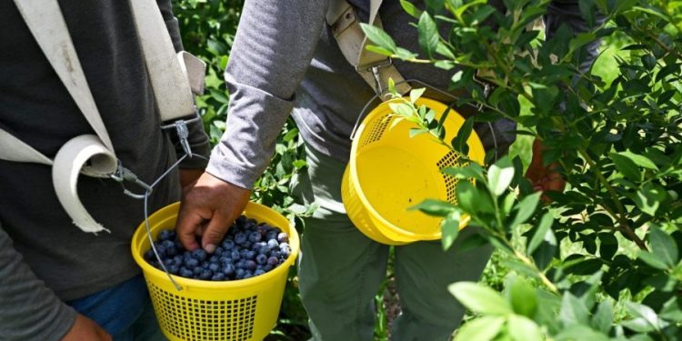 FDA upgrades blueberry recall to highest risk level
