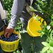 FDA upgrades blueberry recall to highest risk level