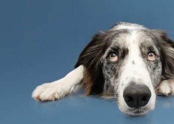 Dogs detect Parkinson’s by smell, years before symptoms start