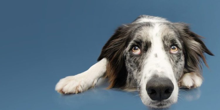 Dogs detect Parkinson’s by smell, years before symptoms start