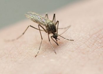 2 children in Tennessee recovering from rare La Crosse virus spread by mosquitoes