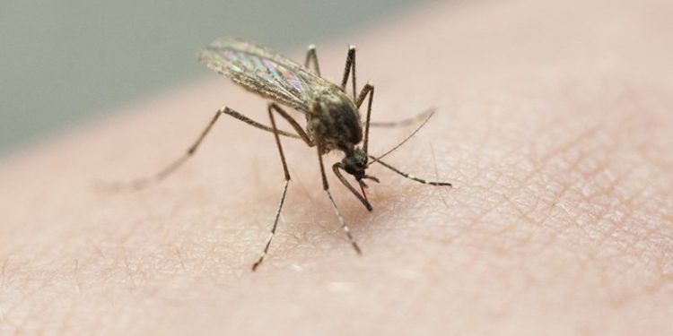 2 children in Tennessee recovering from rare La Crosse virus spread by mosquitoes