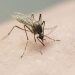 2 children in Tennessee recovering from rare La Crosse virus spread by mosquitoes