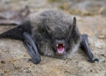 Rabies on the rise in US: What to know