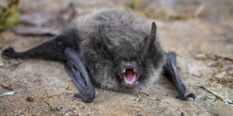 Rabies on the rise in US: What to know