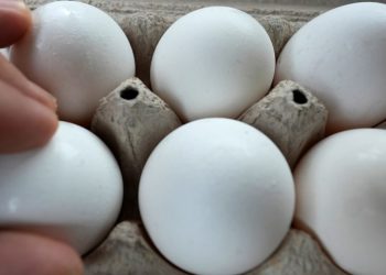Eating eggs weekly may lower Alzheimer’s risk by nearly 50 percent: Study