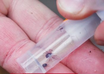 Tick-borne disease spreads, causing meat, dairy allergies