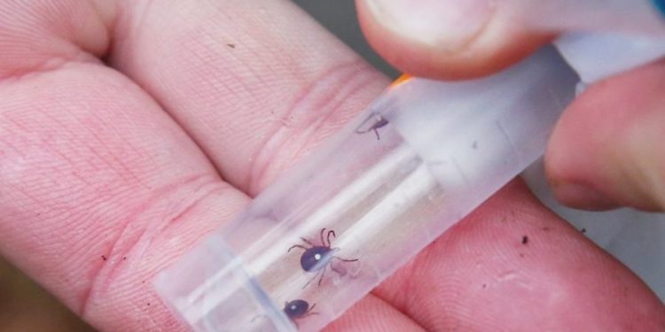 Tick-borne disease spreads, causing meat, dairy allergies