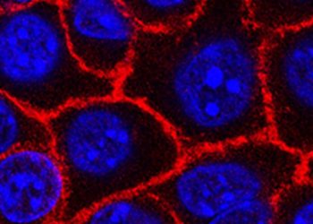 Promising vaccine may prevent certain cancers from returning