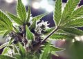 Trump ‘looking at’ reclassifying marijuana as less dangerous drug