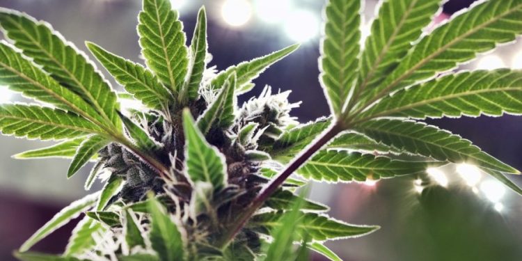 Trump ‘looking at’ reclassifying marijuana as less dangerous drug