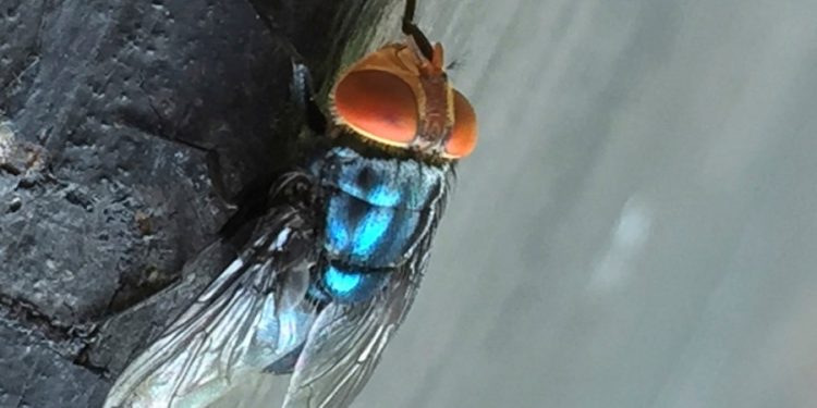 First screwworm case in years confirmed in US: HHS