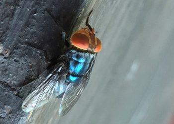 First U.S. screwworm case in years confirmed in Maryland 