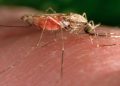 Malaria case in New Jersey resident who hasn’t traveled under investigation