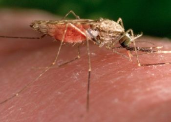 Malaria case in New Jersey resident who hasn’t traveled under investigation