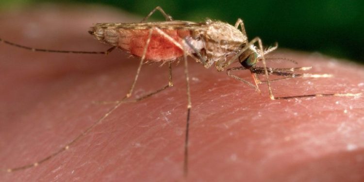 Malaria case in New Jersey resident who hasn’t traveled under investigation