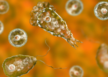 Missouri adult dies after brain-eating amoeba infection: Officials