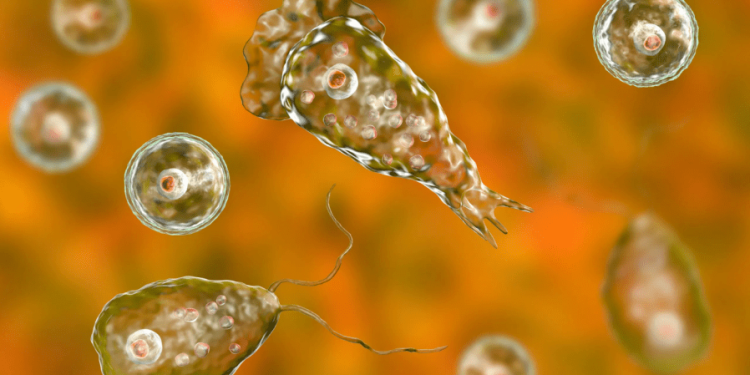 Missouri adult dies after brain-eating amoeba infection: Officials