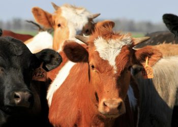 HHS will allow emergency use of animal drugs in New World screwworm fight