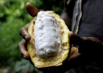 Cocoa supplements could reduce the risk of heart disease: Study