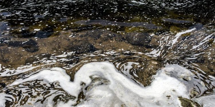 Study details how ‘forever chemicals’ disrupt liver function