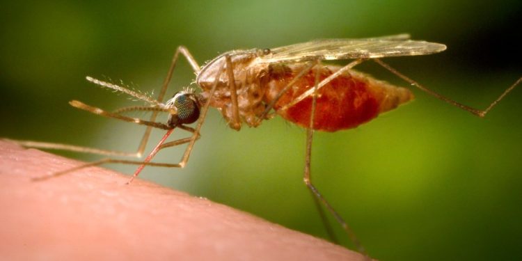 First locally acquired chikungunya case confirmed in New York