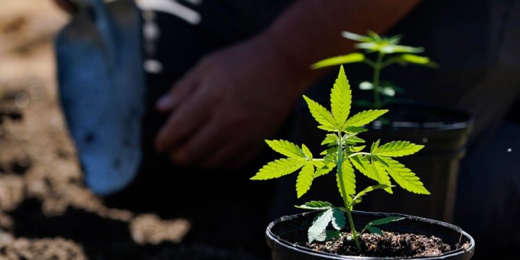 4 hemp THC products that could be banned by Congress: Gummies, vapes, drinks and creams