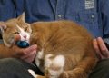 GLP-1 trial seeks to use meds to slim down cats
