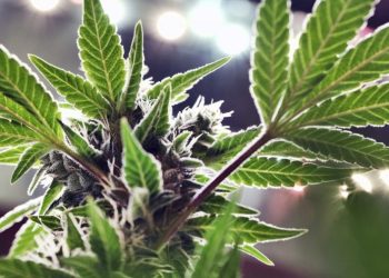 Trump says he is ‘considering’ marijuana reclassification