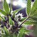 Trump says he is ‘considering’ marijuana reclassification