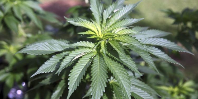 Cannabis hyperemesis syndrome cases surge in Virginia: What is it?