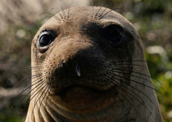 California seal-watching tours cancelled due to bird flu outbreak