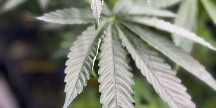 Trump administration reclassifies state-licensed medical marijuana as less dangerous drug