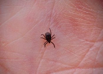 Tick bites causing highest rate of ER visits in a decade: CDC