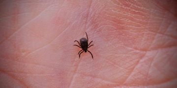 Tick bites causing highest rate of ER visits in a decade: CDC