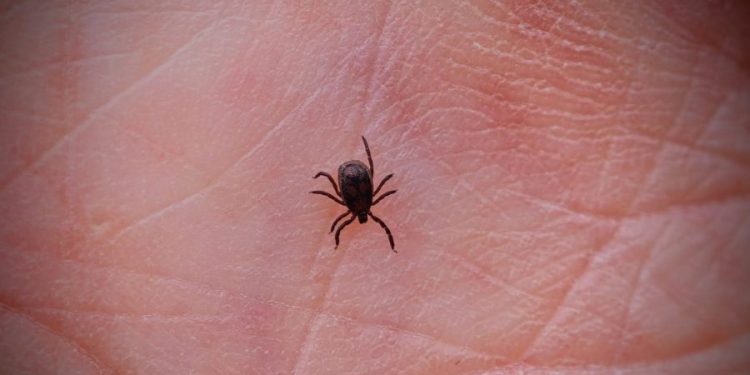 Tick bites causing highest rate of ER visits in a decade: CDC