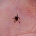 Tick bites causing highest rate of ER visits in a decade: CDC