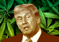 Trump turns over new leaf in GOP drug policy with marijuana, psychedelics orders